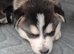 Siberian husky puppies