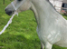 Registered mare in foal for 2027