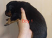 Rottweiler puppies