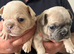 Beautiful KC Reg French Bulldogs