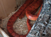 Beautiful corn snake