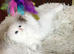 Pedigree persian kittens, white and chinchilla, goldenchinchilla
