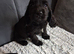 Cocker spaniel puppies