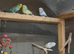 Budgies 6 indoor avairy