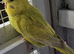 Young pair of budgies
