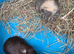 Baby guinea pigs ready now