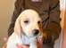 6 beagle pups for sale