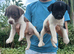 Minature jack russell puppies ready now