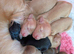 KC pra clear long haired miniature dachshund