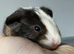 2 Boars & 1 Sow Avalible