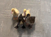 Ducklings