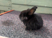 Dwarf & lionhead mix