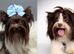 Yorkshire terrier pups,ready to Go