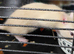 3 female dumbo rats for sale