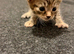 6 gorgeous kittens