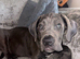 Blue cane corso
