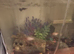 Fish and shrimp