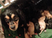 Cavapoo
