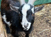 Pygmy billy goat for sale