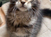 Stunning X-Large pedigree Mainecoon boy