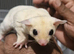 Leucistic Fully Tamed Sugar Glider Baby Boy