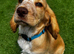 Golden - with roan points WCS puppy