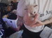 7 Lovely fluffy ragdoll/Scottish fold kittens