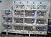 15 cage and 15 16 pair buddies box and cage