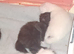 3 male maincoon kittens for sale