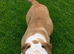 Beautiful Old English Bulldog