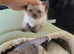 Baldness full breed cat full furry white with gray and bright blue eyes