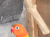 Green opaline lovebird