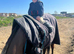 16.1hh Thoroughbred gelding