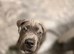 11 week old cane Corso