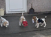 Beautiful beagle puppies for sale
