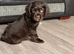 Beautiful cocker puppies