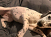 Dalmatian x Jack russel