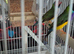Males gouldian finches