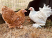 Pekin girls