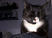 Tuxedo cat 3 years old female