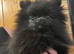TINY Black Pomeranian female