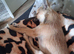 CHIHUAHUA MALE 7 MONTH
