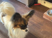 month old Papillon boy.