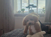 Poochon looking for a loving home