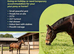 Holiday/Temporary Livery & Sales Livery