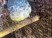 High Flyer Pigeon, Healthy and Activ