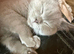 Pedigree British Shorthair