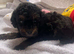 Tiny Maltipoo Looking for Their Forever Homes
