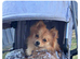 2 yr old female pomeranian