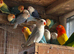 Beautiful baby lovebirds and adult lovebirds